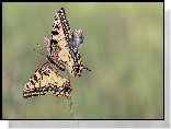 Motyl, Paź królowej, Roślinka, Zbliżenie