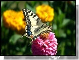 Motyl, Paź królowej