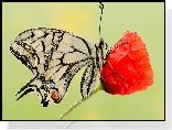 Motyl, Paź królowej, Kwiat, Czerwony, Mak, Makro