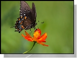 Motyl, Paź, Papilio polyxenes, Kolorowy, Kwiat, Cynia, Rozmycie