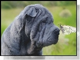 Shar Pei, Motyl