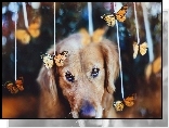 Smutny, Pies, Motyle, Golden Retriever