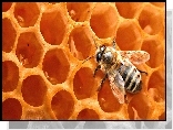 Pszczoła, Plaster, Miód