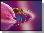 Mrówka, Płatek, Kwiatu