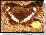 Motyl, Pokłonnik kamilla