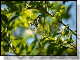 Motyl, Polowiec szachownica, Gałązki, Kwiaty, Białe, Światło