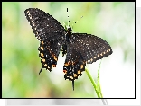 Motyl, Czarny, Papilio polyxenes