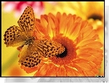 Motyl, Pomarańczowa, Gerbera
