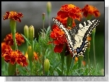 Pomarańczowe, Kwiaty, Biało, Czarny, Motyl, Aksamitki