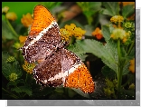 Motyl, Siproeta epaphus, Pomarańczowy