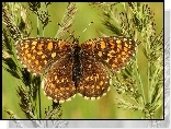 Motyl, Przeplatka atalia