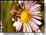 Aster, Pszczoła, Makro