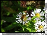 Pszczoła, Astry