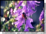 Pszczoła, Nektar, Fioletowe, Kwiaty