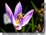 Krokus, Pszczoa, Makro