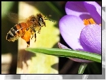Pszczoła, Krokus