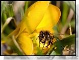 Pszczo�a, Kwiat