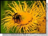 Pszczoła, Żółty, Kwiat, Makro
