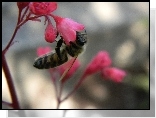 Pszczoła, Na, Kwiatku, Żurawki