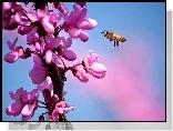 Pszczoła, Kwiaty