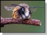 Pszczoła, Gałązka, Makro, Powiększenie