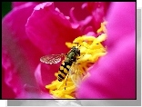 Pszczoła, Środek, Różowego, Kwiatka