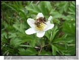 Pszczoła, Zawilec