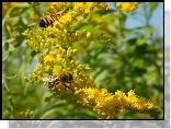 Pszczoły, Kwiaty
