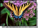 Motyl, Purpurowe, Kwiatki