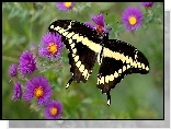 Motyl, Purpurowe, Kwiaty