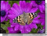 Motyl, Purpurowe, Kwiaty