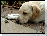 Labrador Retriever, Ślimak