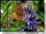 Motyl, Dostojka, Malinowiec, Kwiatostan