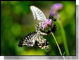 Motyl, Roślina, Makro