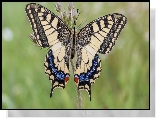 Motyl, Paź królowej, Roślinka