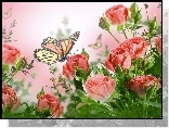 Róże, Motyle