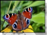 Motyl, Rusałka pawik, Rozłożone, Skrzydełka