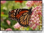 Monarcha, Motyl, Różowe, Kwiatki