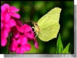 Latolistek cytrynek, Motyl, Różowy, Kwiat