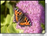 Motyl, Rusałka pokrzywnik, Różowy, Kwiat