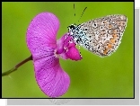 Motyl, Modraszek, Różowy, Storczyk
