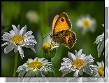 Margerytka, Motyl