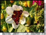 Rusałka Pawik, Motyl, Czerwony, Owad