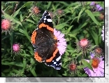 Motyl, Rusałka admirał