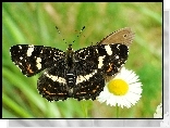 Motyl, Rusałka kratkowiec