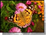 Motyl, Rusałka osetnik