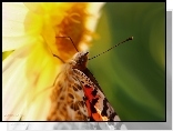 Rusałka Osetnik, Motyl, Makro