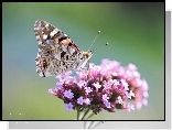 Rusałka Osetnik, Motyl, Owad
