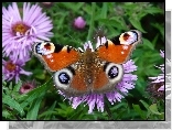 Motyl, Rusałka pawik