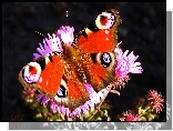 Motyl, Rusałka pawik